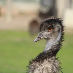 Primo piano di un emù con occhio arancione brillante. Le recensioni su Emu Australia lodano la sua fauna unica.